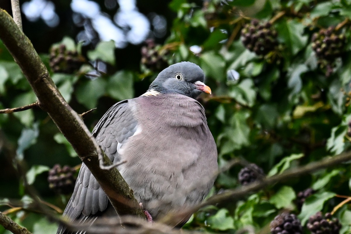 Common Wood-Pigeon - ML646856328