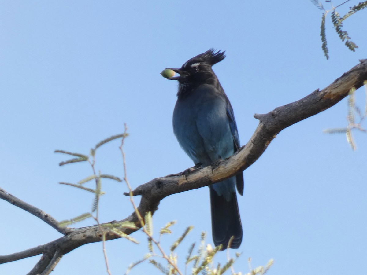 Steller's Jay - ML646856331