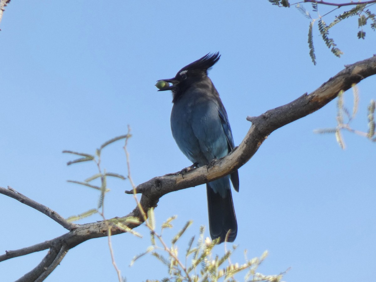Steller's Jay - ML646856332
