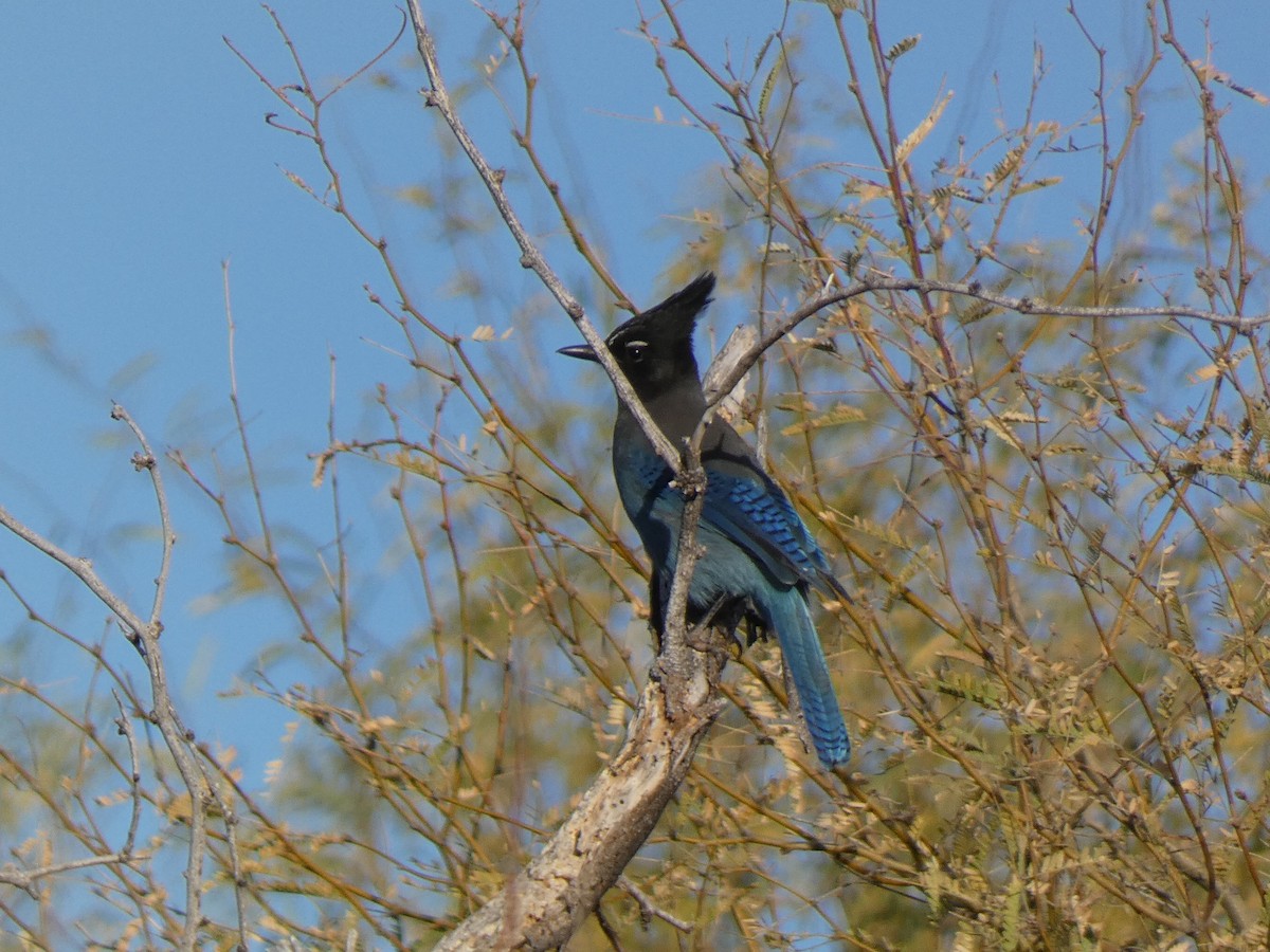 Steller's Jay - ML646856333