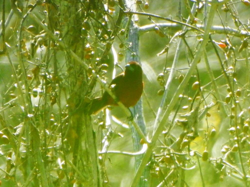 Silver-beaked Tanager - ML646856334