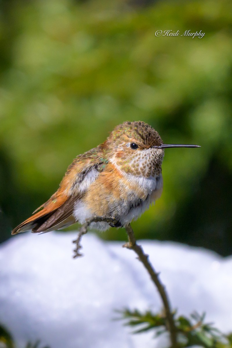 Rufous Hummingbird - ML646856335