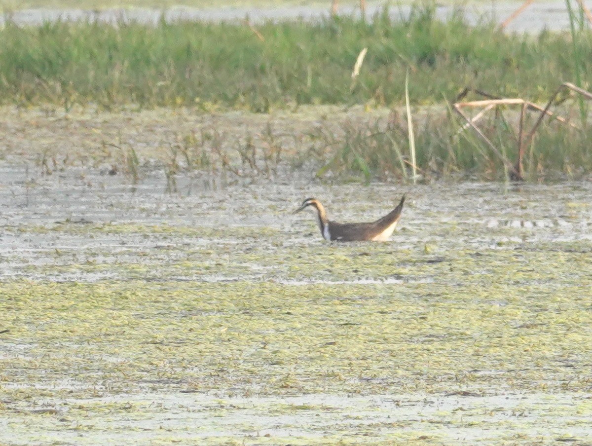 Pheasant-tailed Jacana - ML646856337