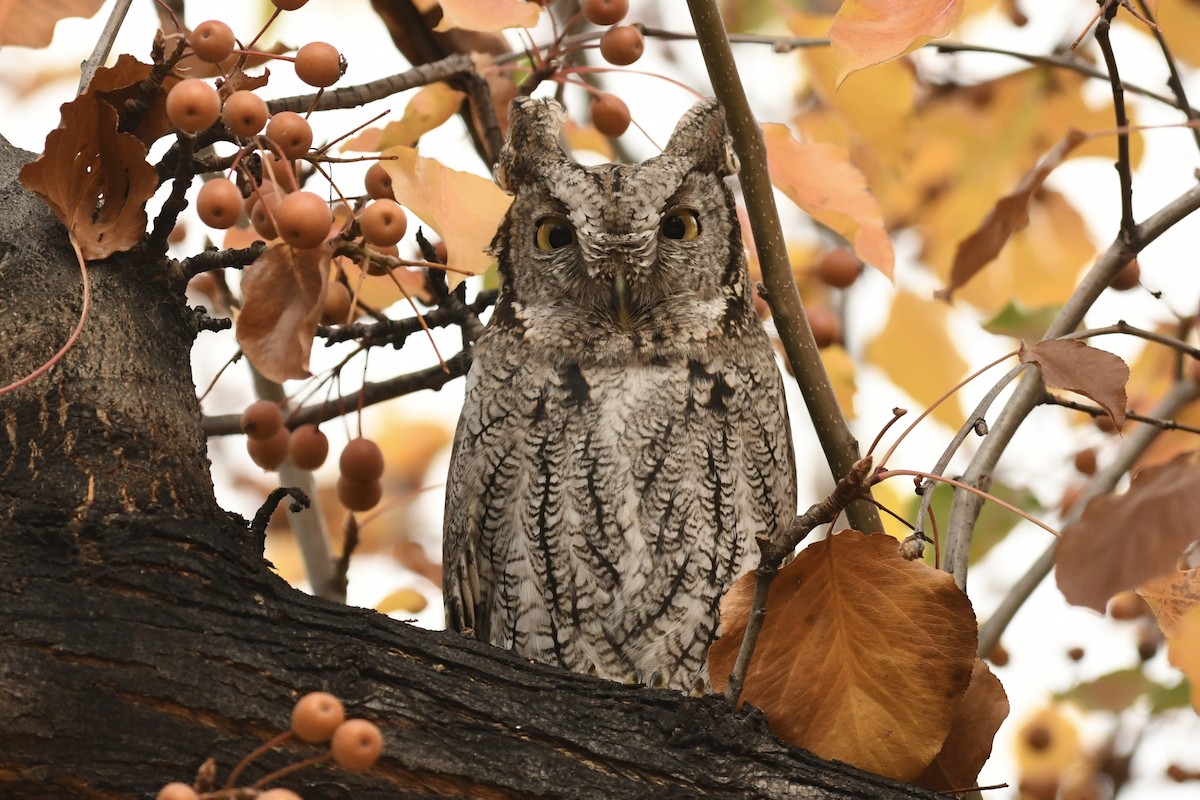 Western Screech-Owl - ML646856338