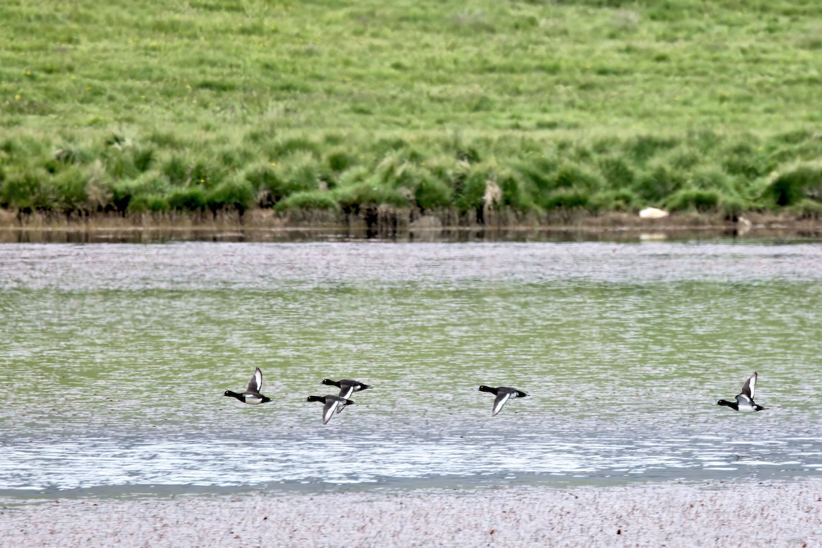 Хохлатая чернеть - ML646856339