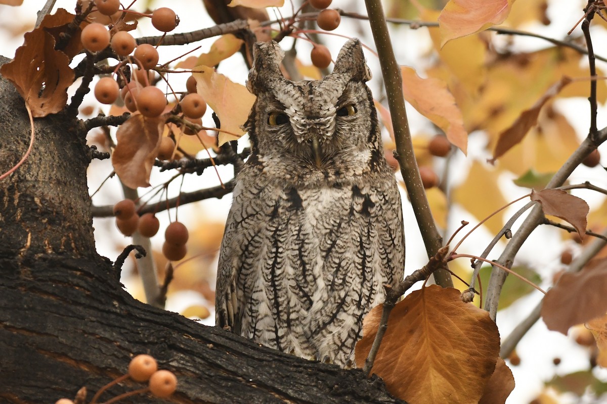 Western Screech-Owl - ML646856340