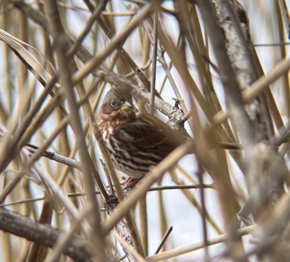 strnadec kaštanový - ML646856341