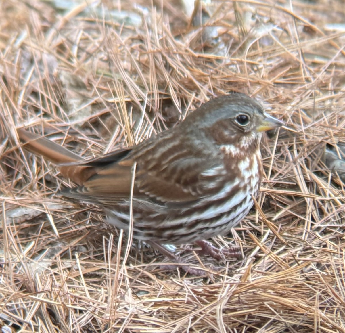 strnadec kaštanový - ML646856342