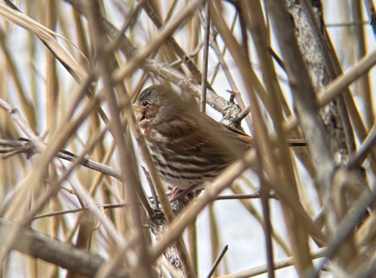 strnadec kaštanový - ML646856343