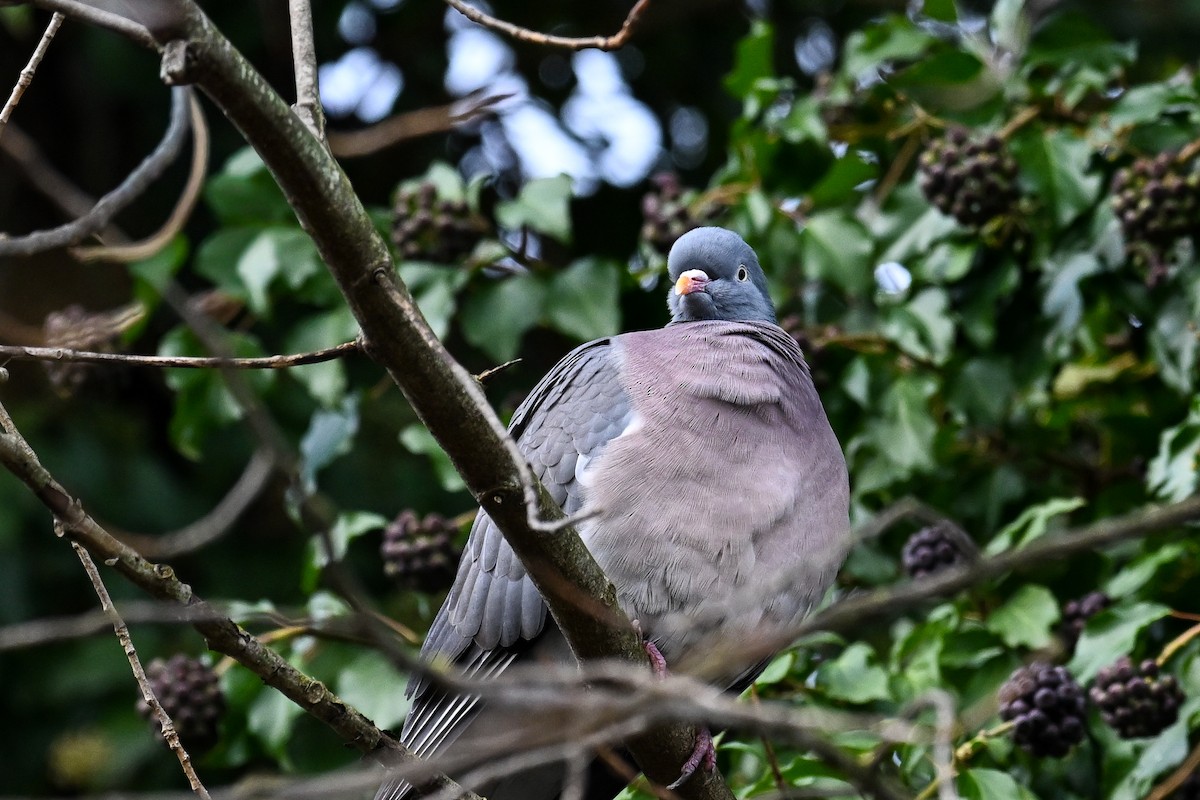 Common Wood-Pigeon - ML646856344