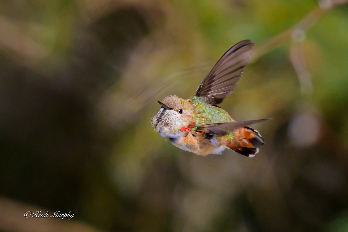 Rufous Hummingbird - ML646856350