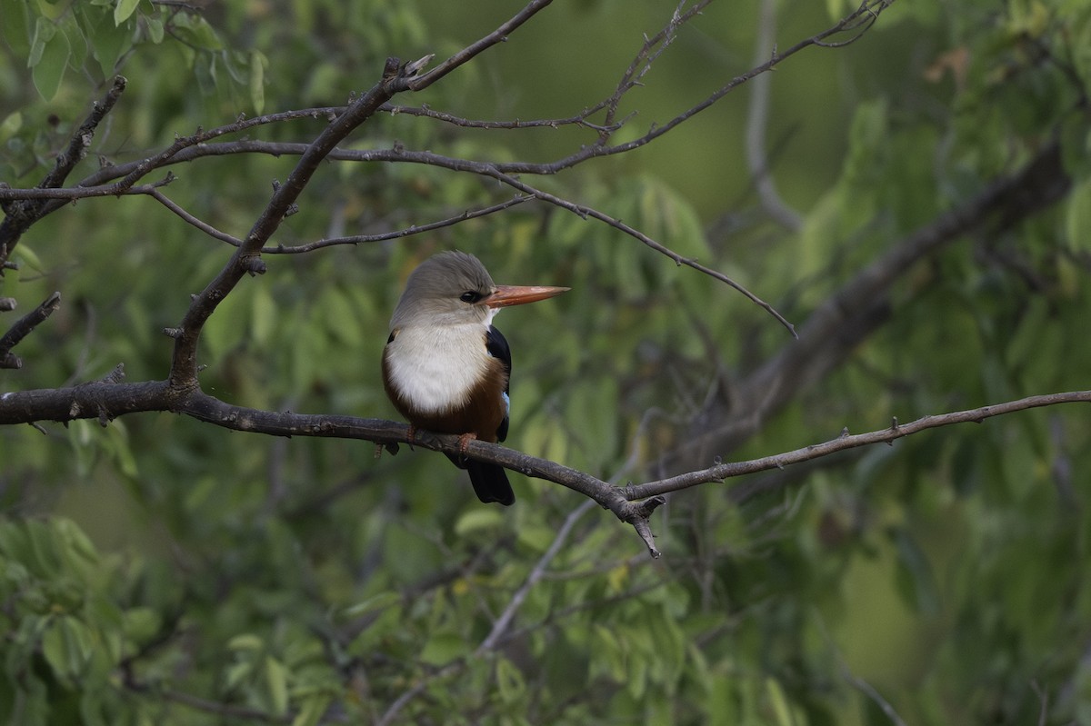 Alción Cabeciblanco - ML646856351