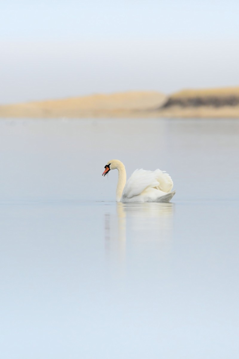 コブハクチョウ - ML646856352