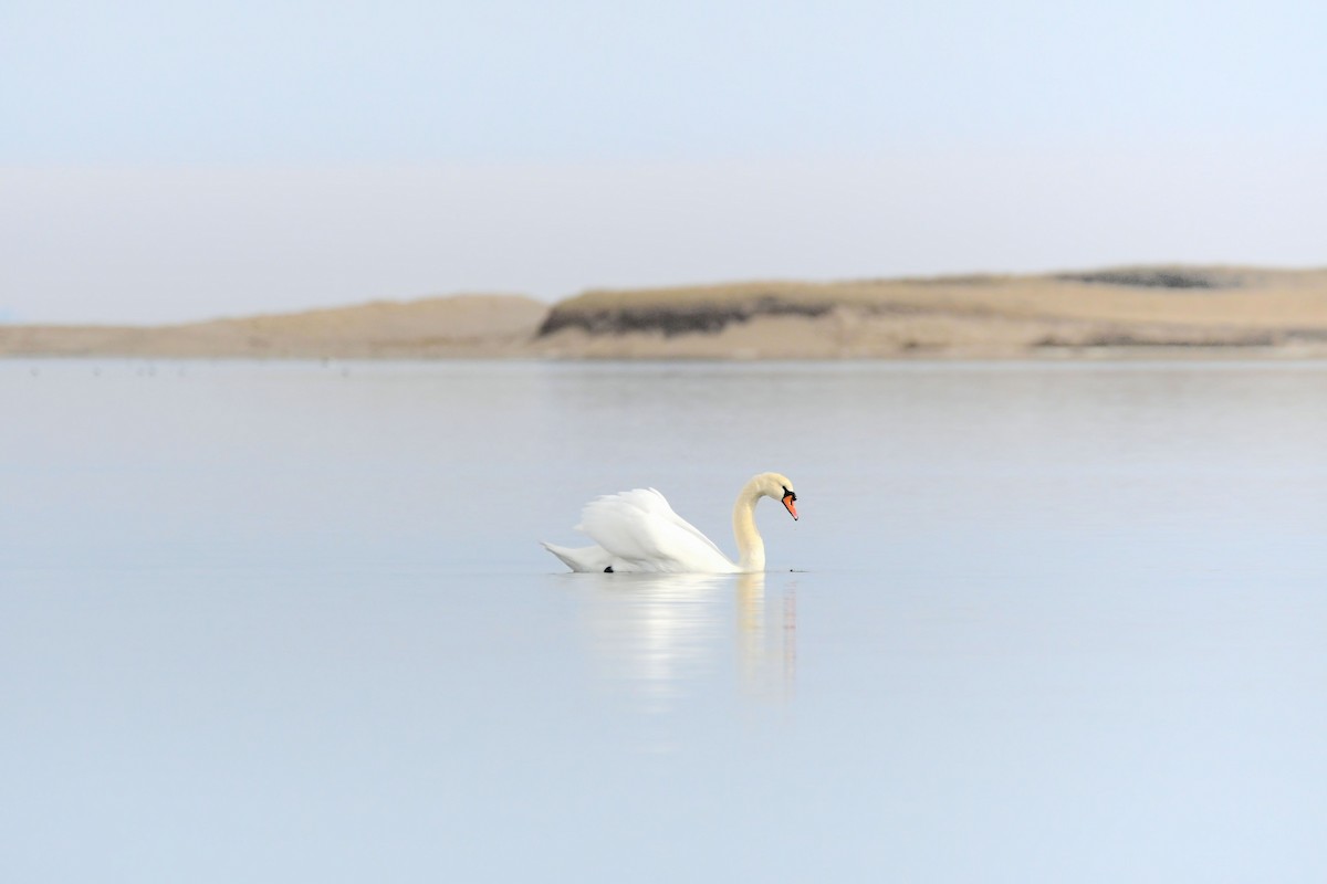 コブハクチョウ - ML646856353