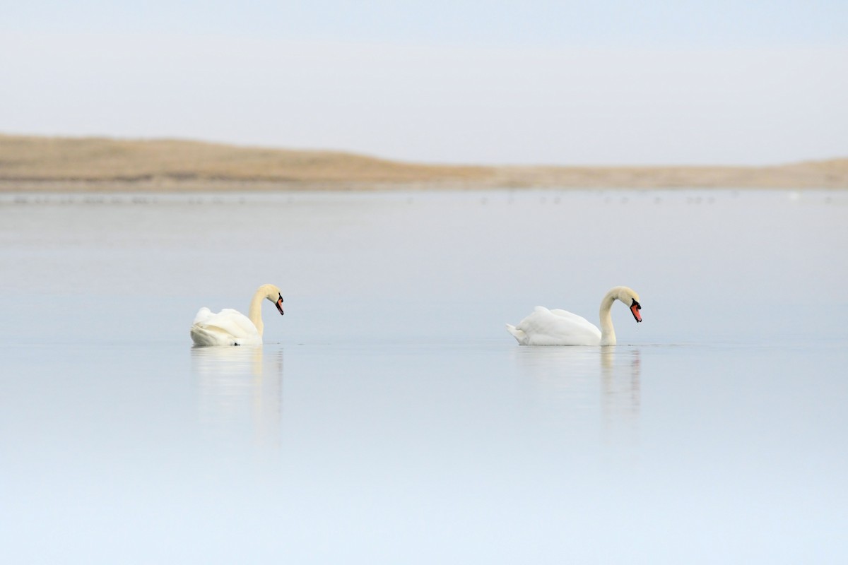 コブハクチョウ - ML646856354