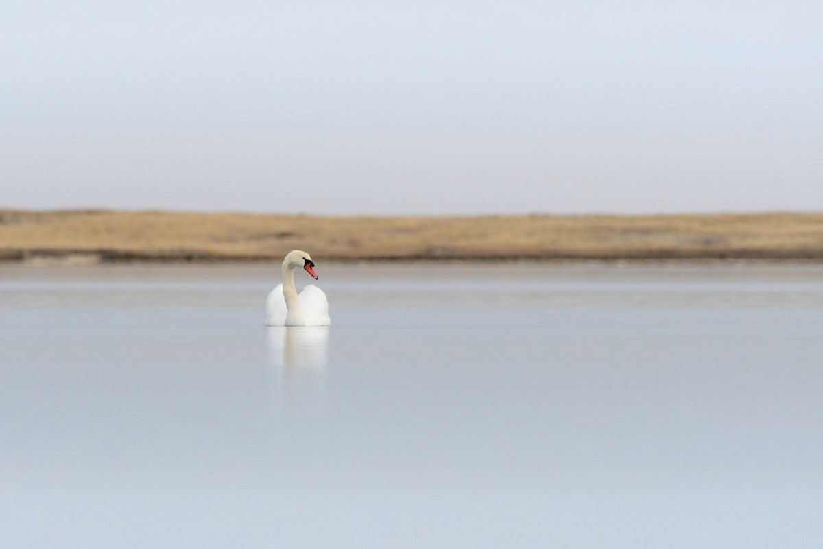 コブハクチョウ - ML646856355