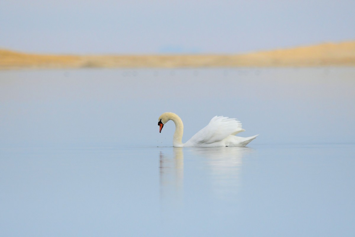 コブハクチョウ - ML646856356