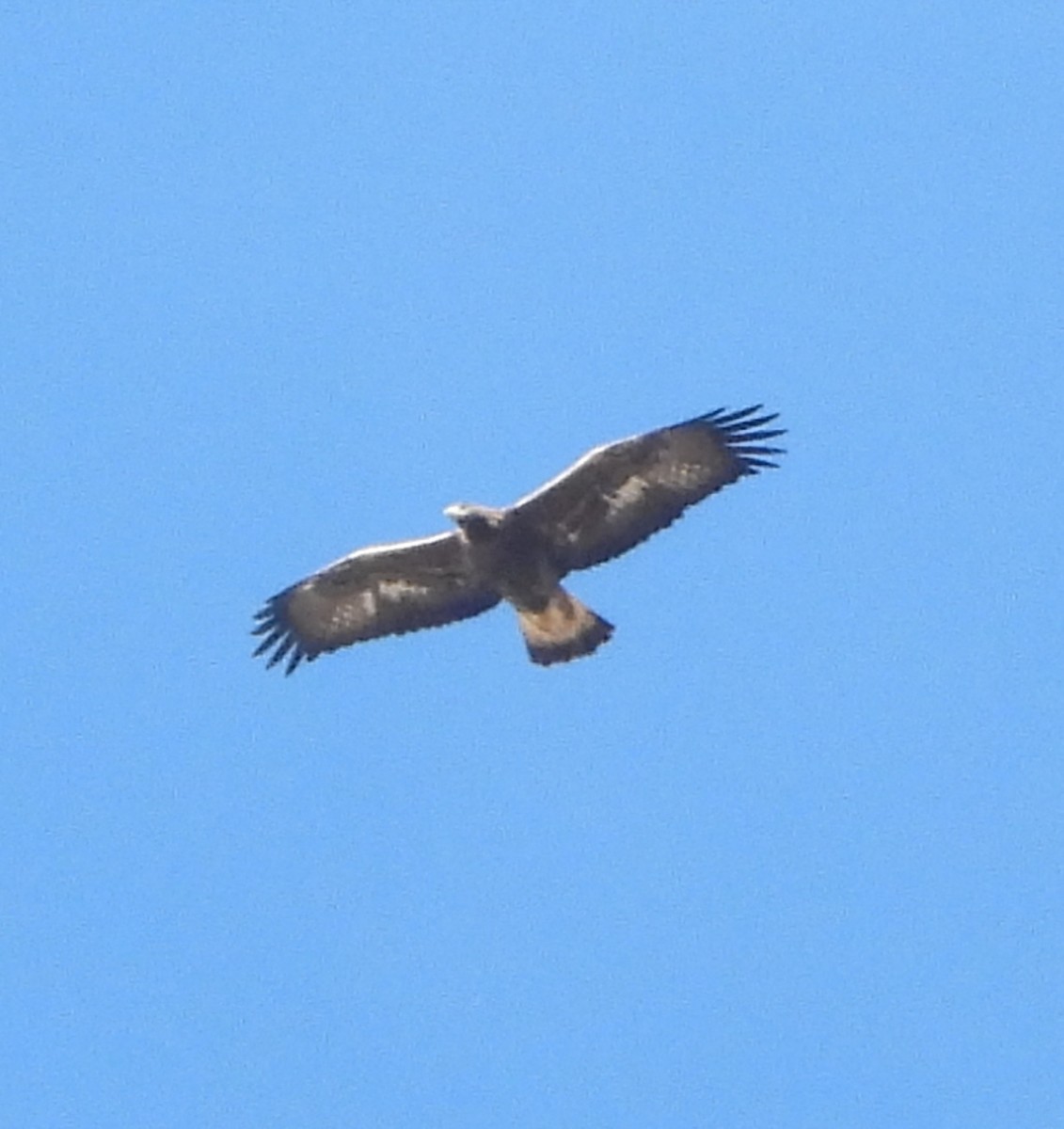 Golden Eagle - ML646856358