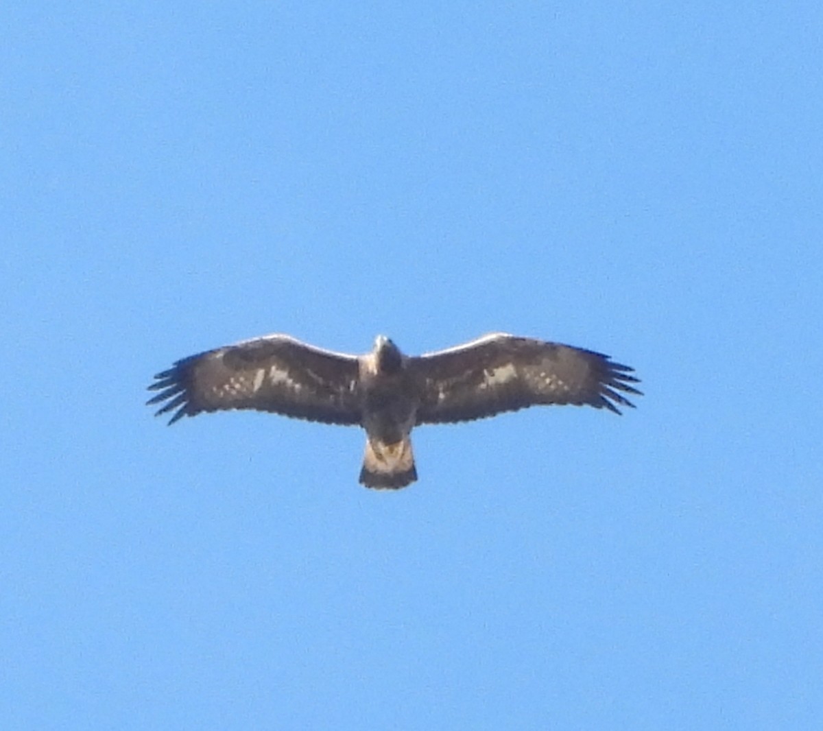 Golden Eagle - ML646856359