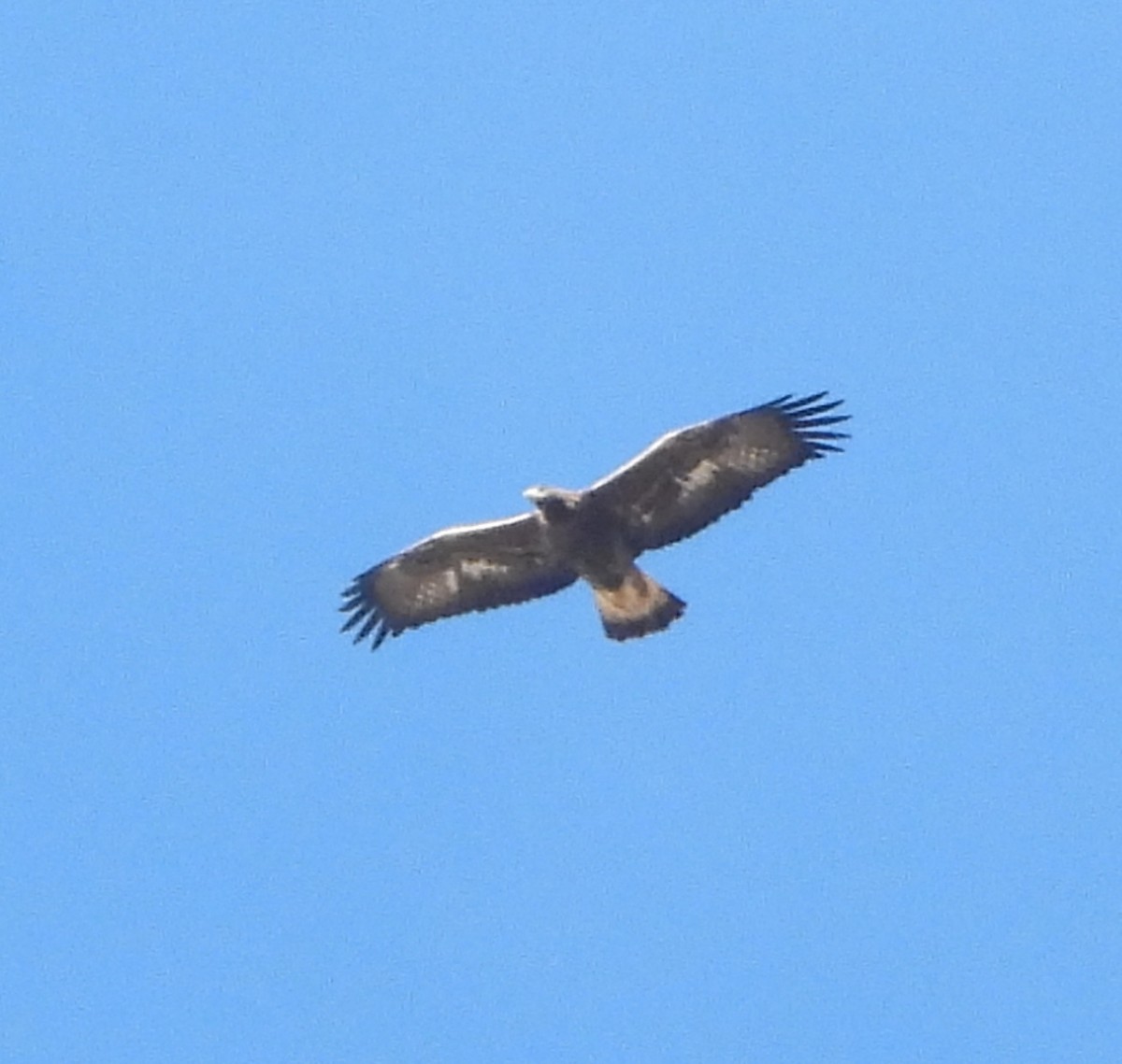 Golden Eagle - ML646856361