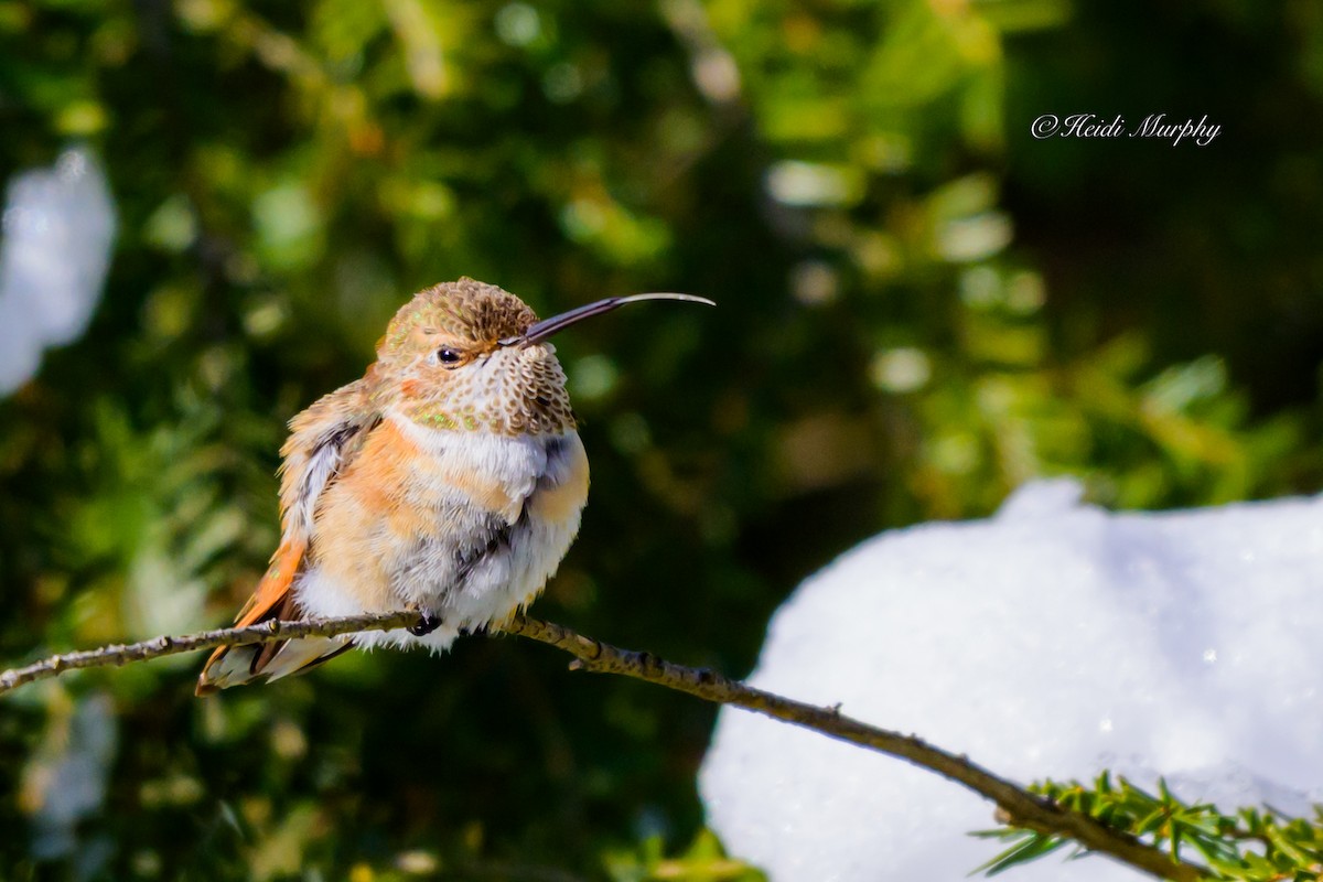 Rufous Hummingbird - ML646856362