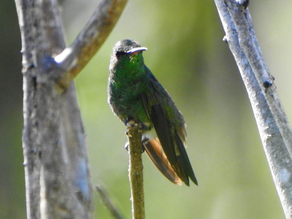 Copper-rumped Hummingbird - ML646856363