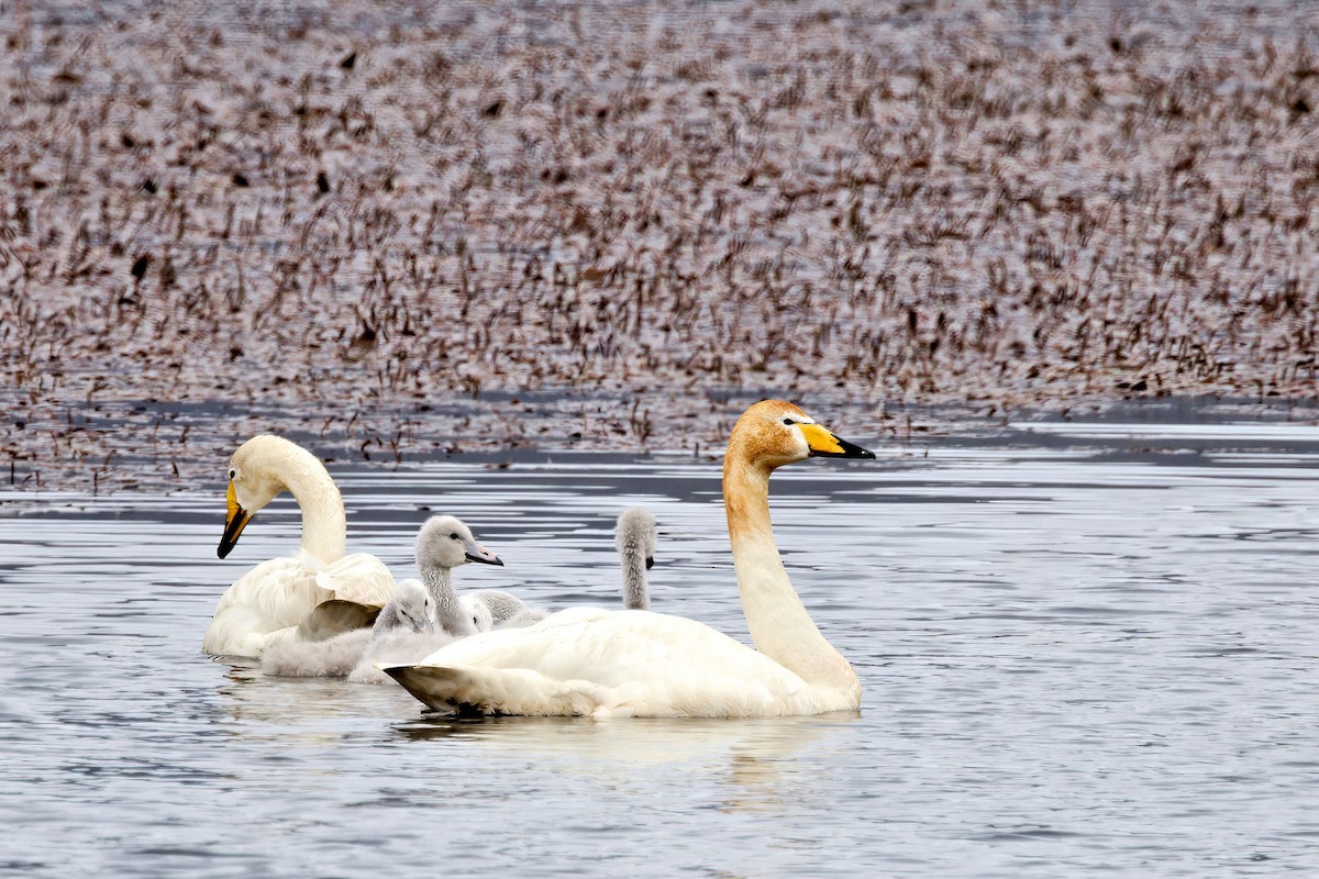 Лебедь-кликун - ML646856365