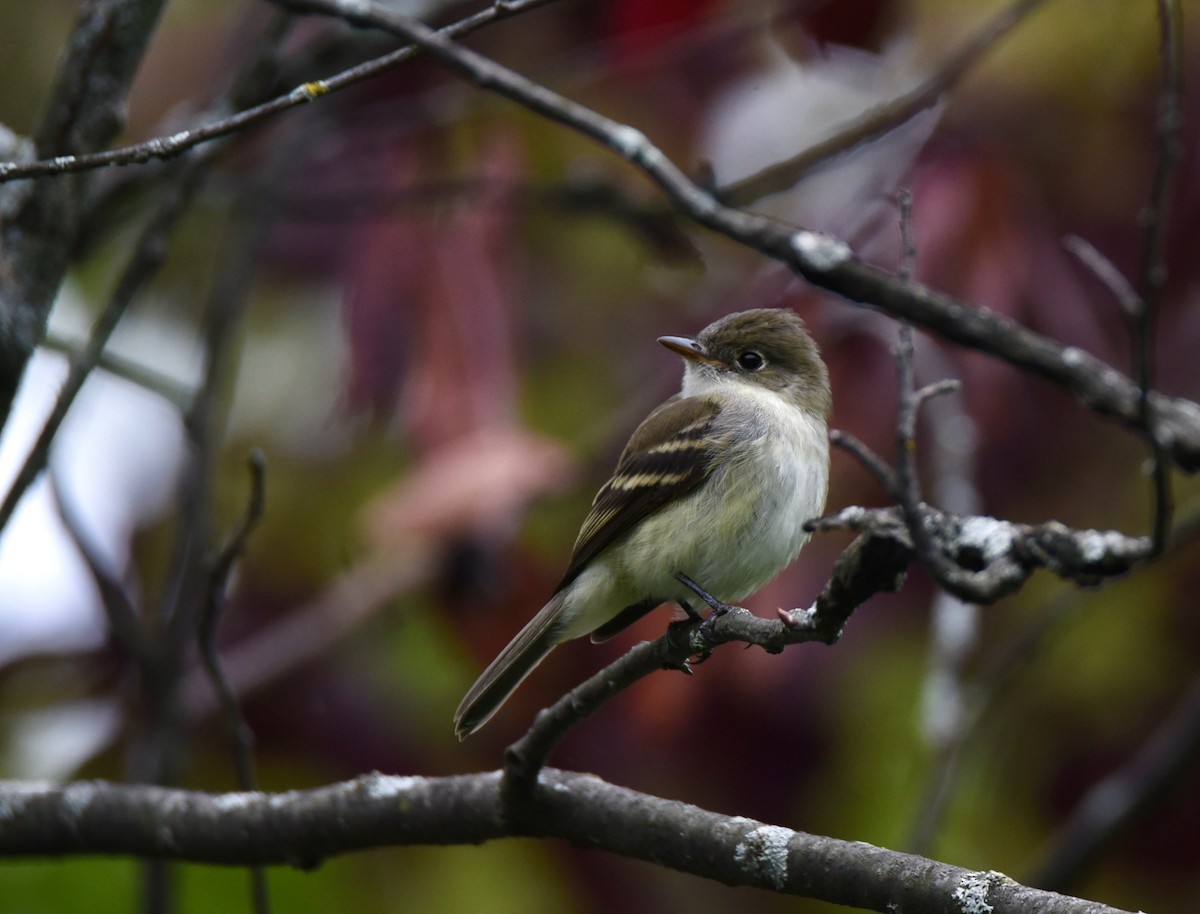 Least Flycatcher - ML646856366
