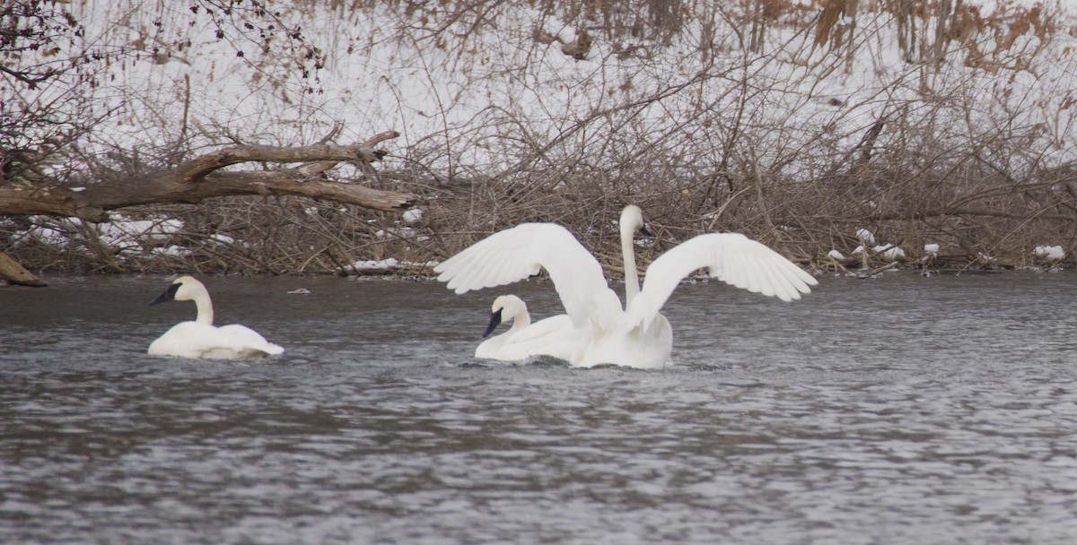 Trompeterschwan - ML646856367