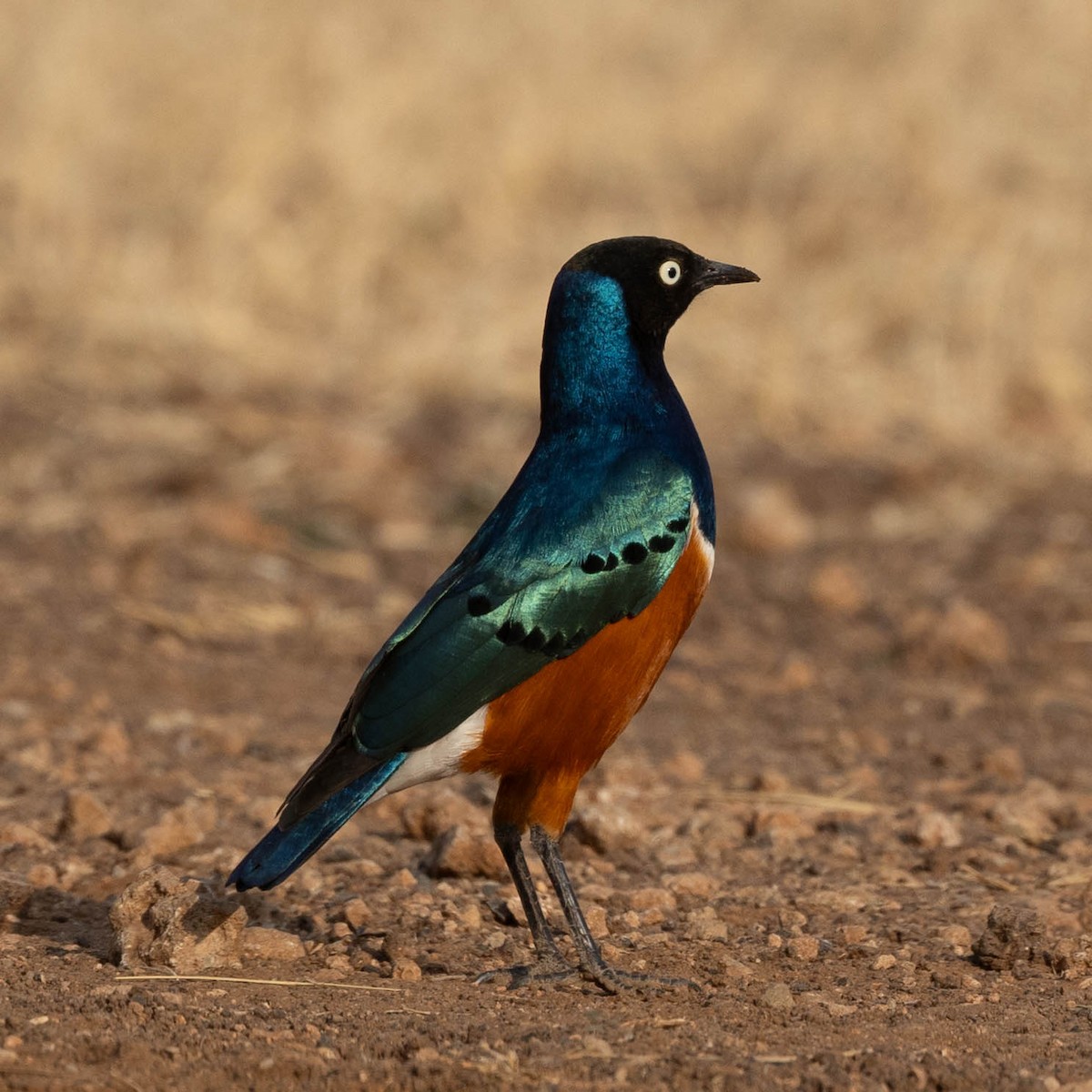 Superb Starling - ML646856368