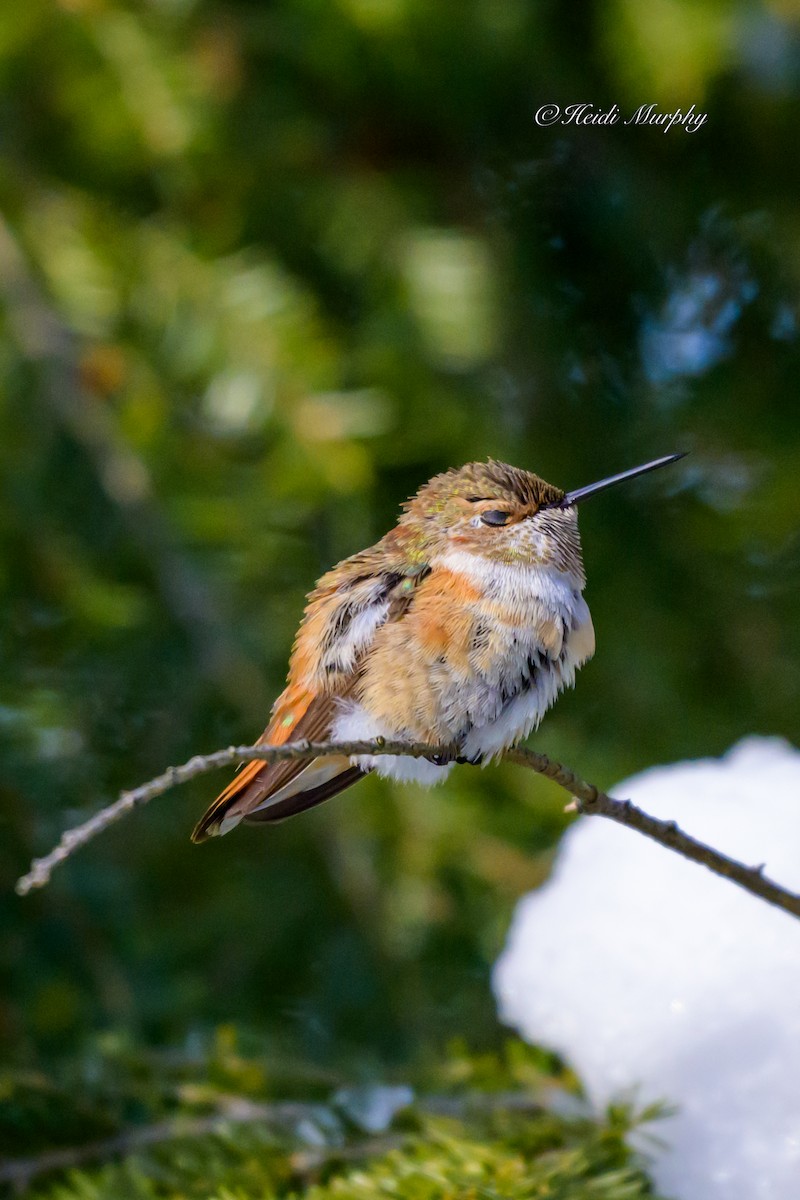 Rufous Hummingbird - ML646856370