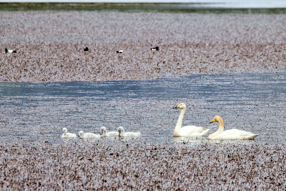 Лебедь-кликун - ML646856371