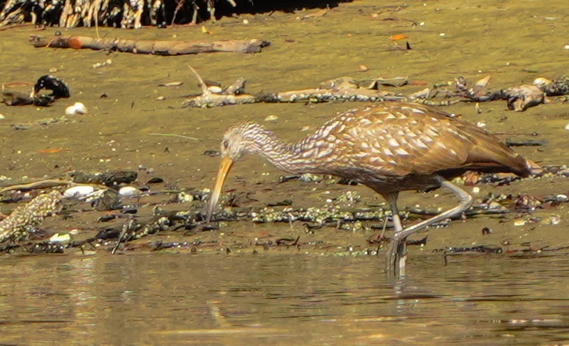 kurlan chřástalovitý - ML646856373