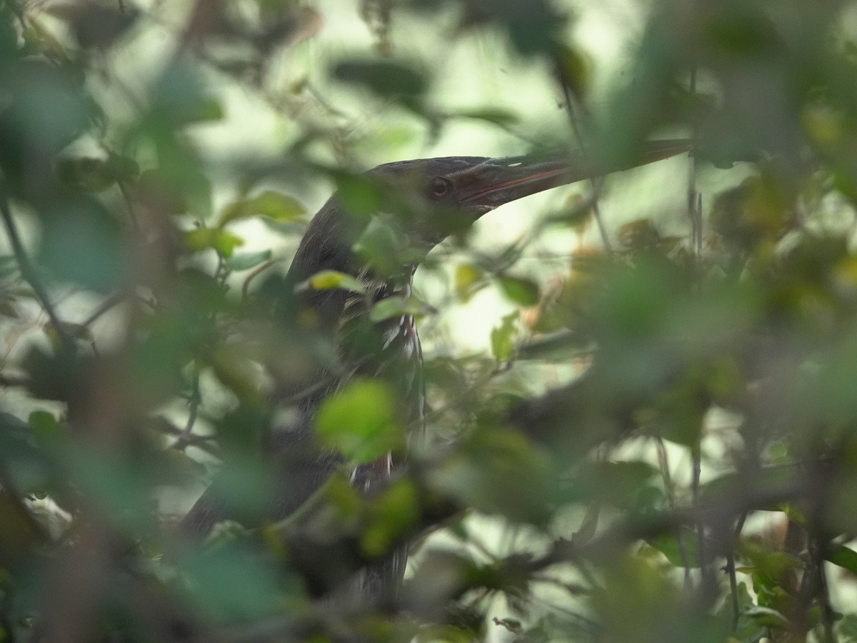 Black Bittern - ML646856378