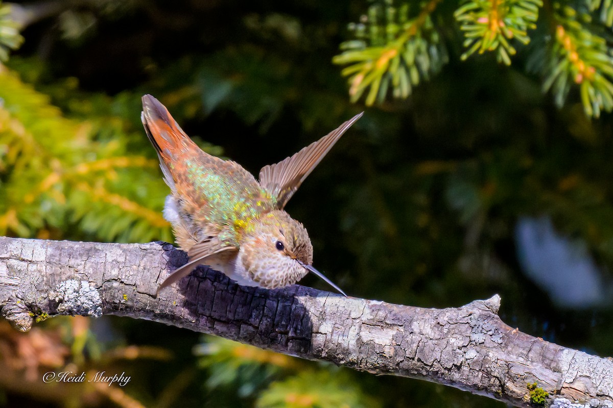 Rufous Hummingbird - ML646856380