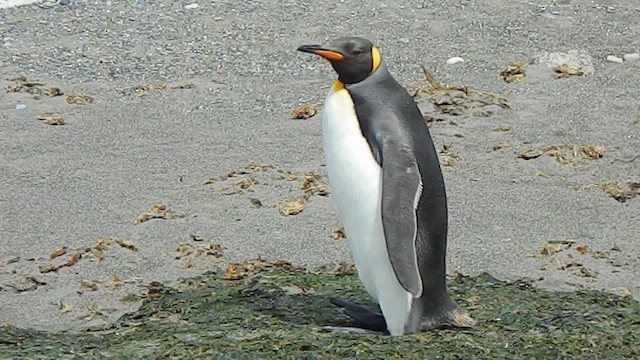 King Penguin - ML646856381