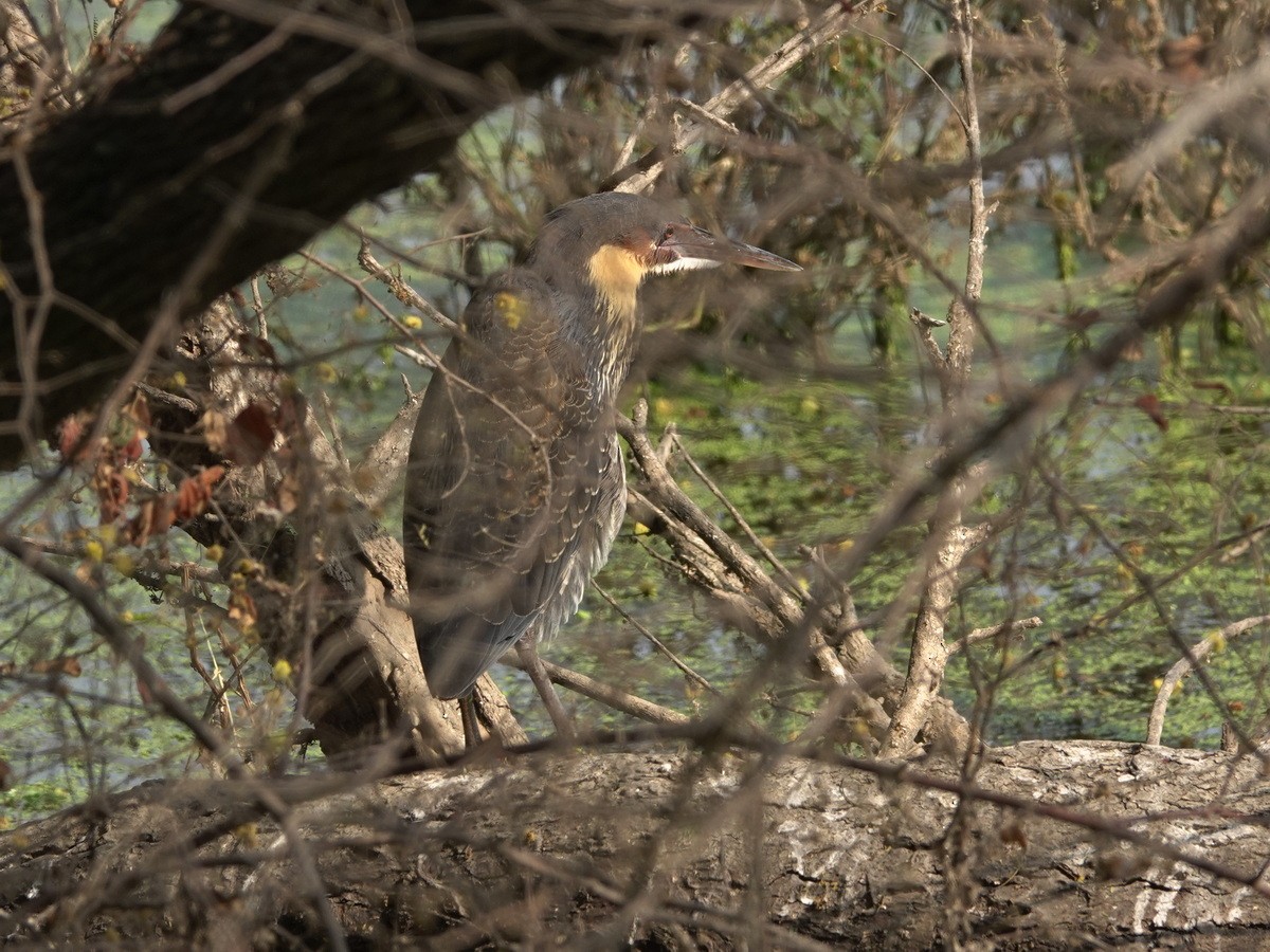 Black Bittern - ML646856385