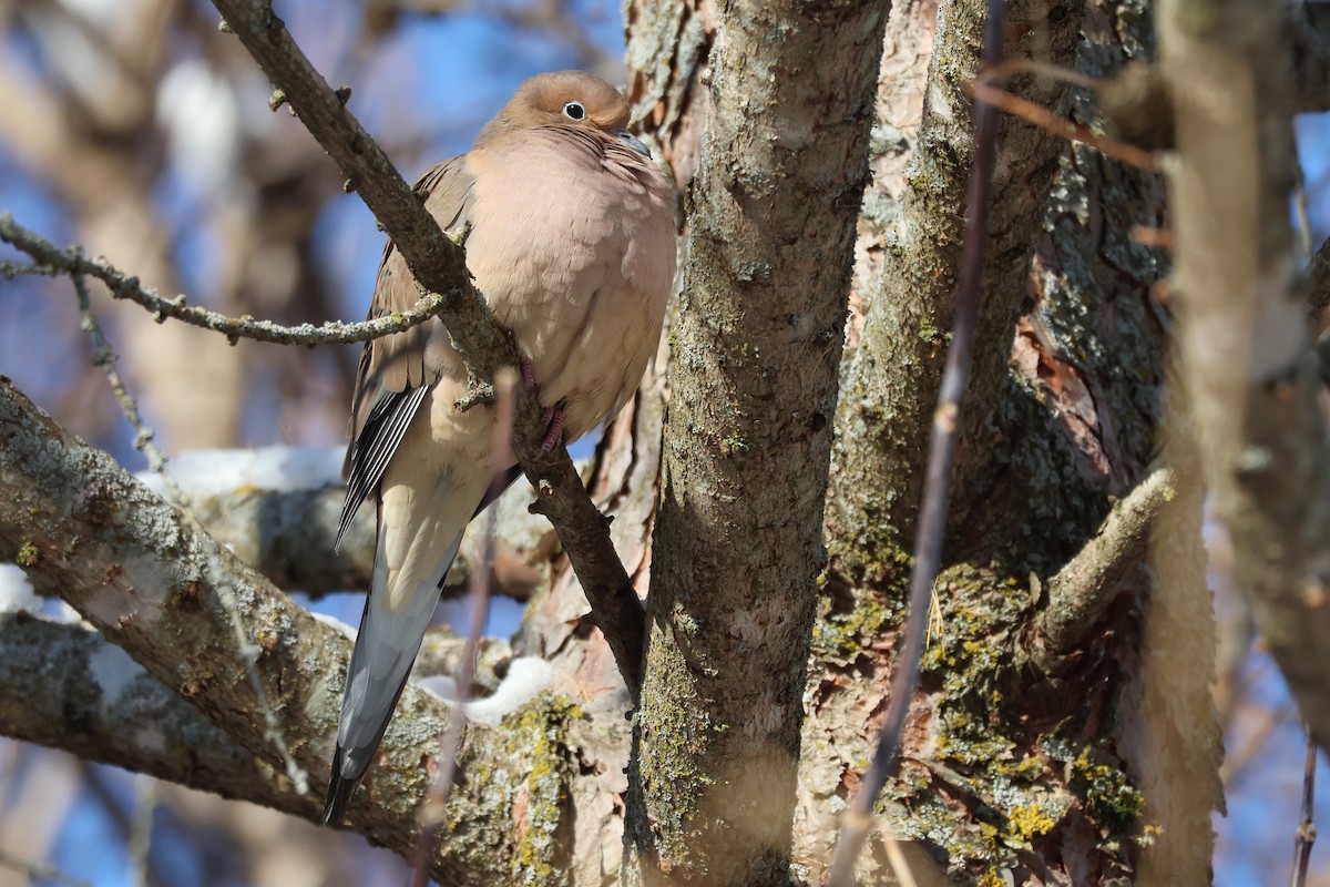 ナゲキバト - ML646856386