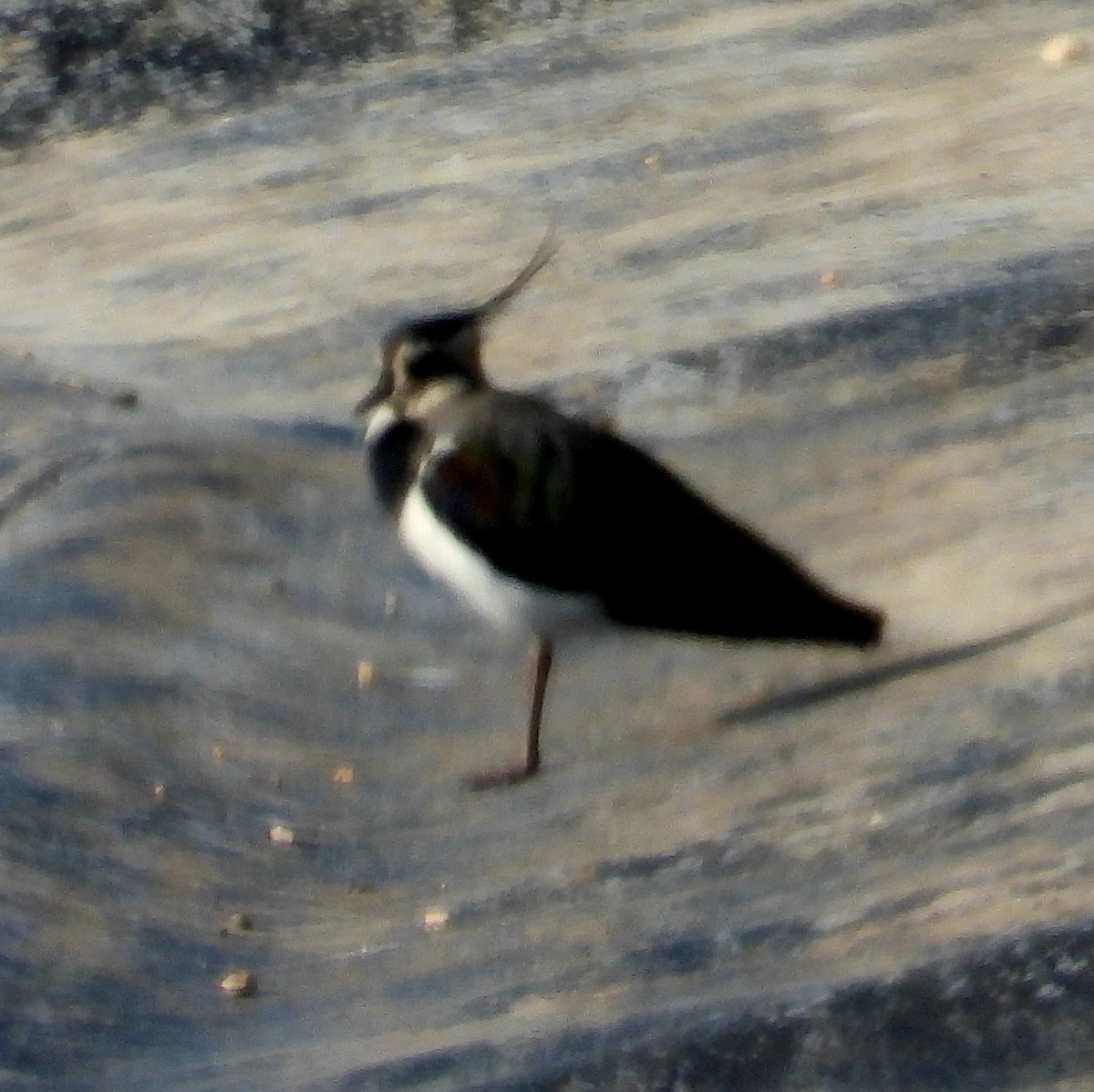 Northern Lapwing - ML646856387