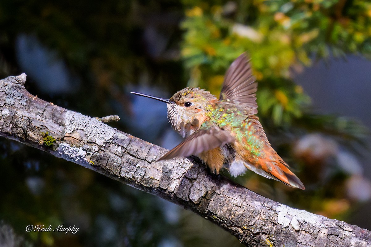 Rufous Hummingbird - ML646856388
