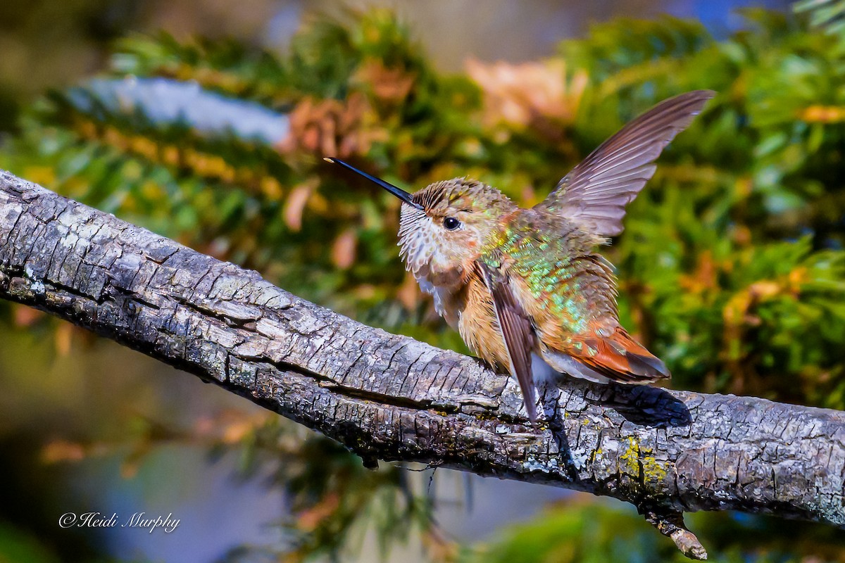 Rufous Hummingbird - ML646856389