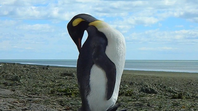 King Penguin - ML646856395