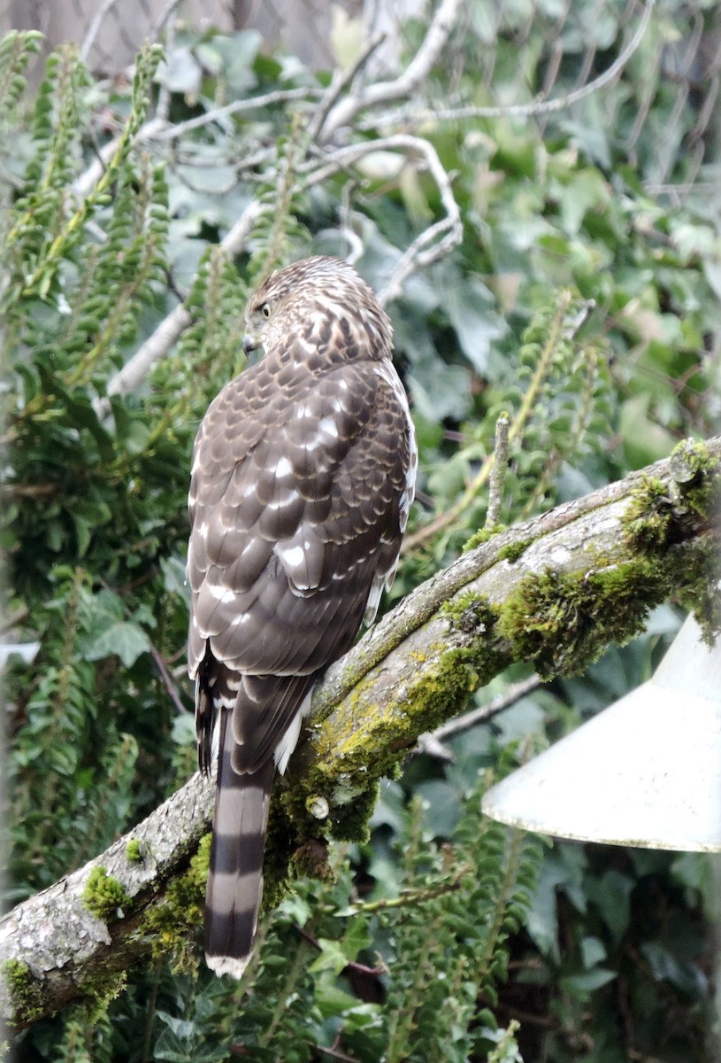 Cooper's Hawk - ML646856396