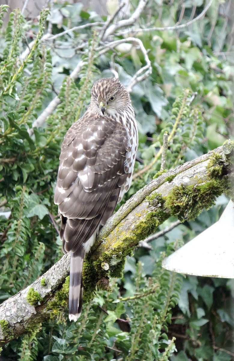 Cooper's Hawk - ML646856397