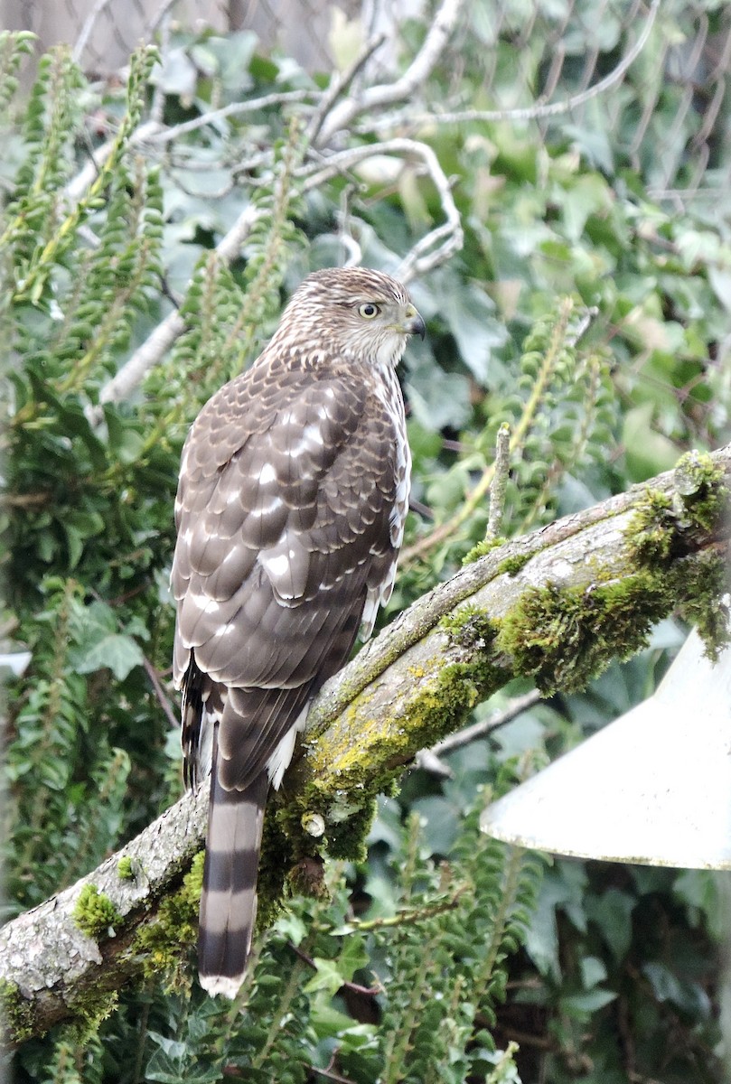 Cooper's Hawk - ML646856398
