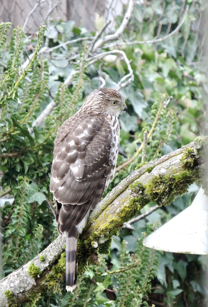 Cooper's Hawk - ML646856399