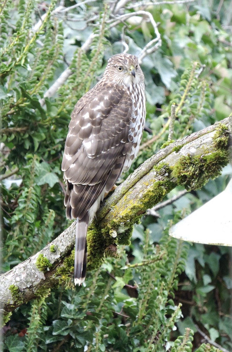 Cooper's Hawk - ML646856400