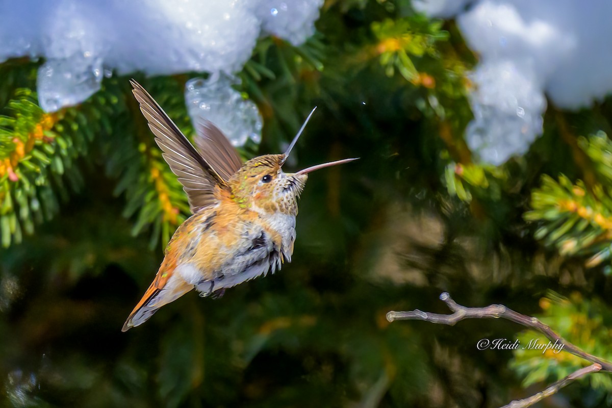 Rufous Hummingbird - ML646856401