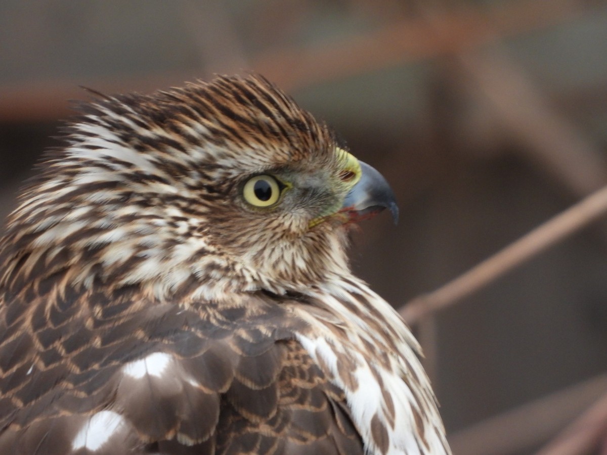Cooper's Hawk - ML646856423