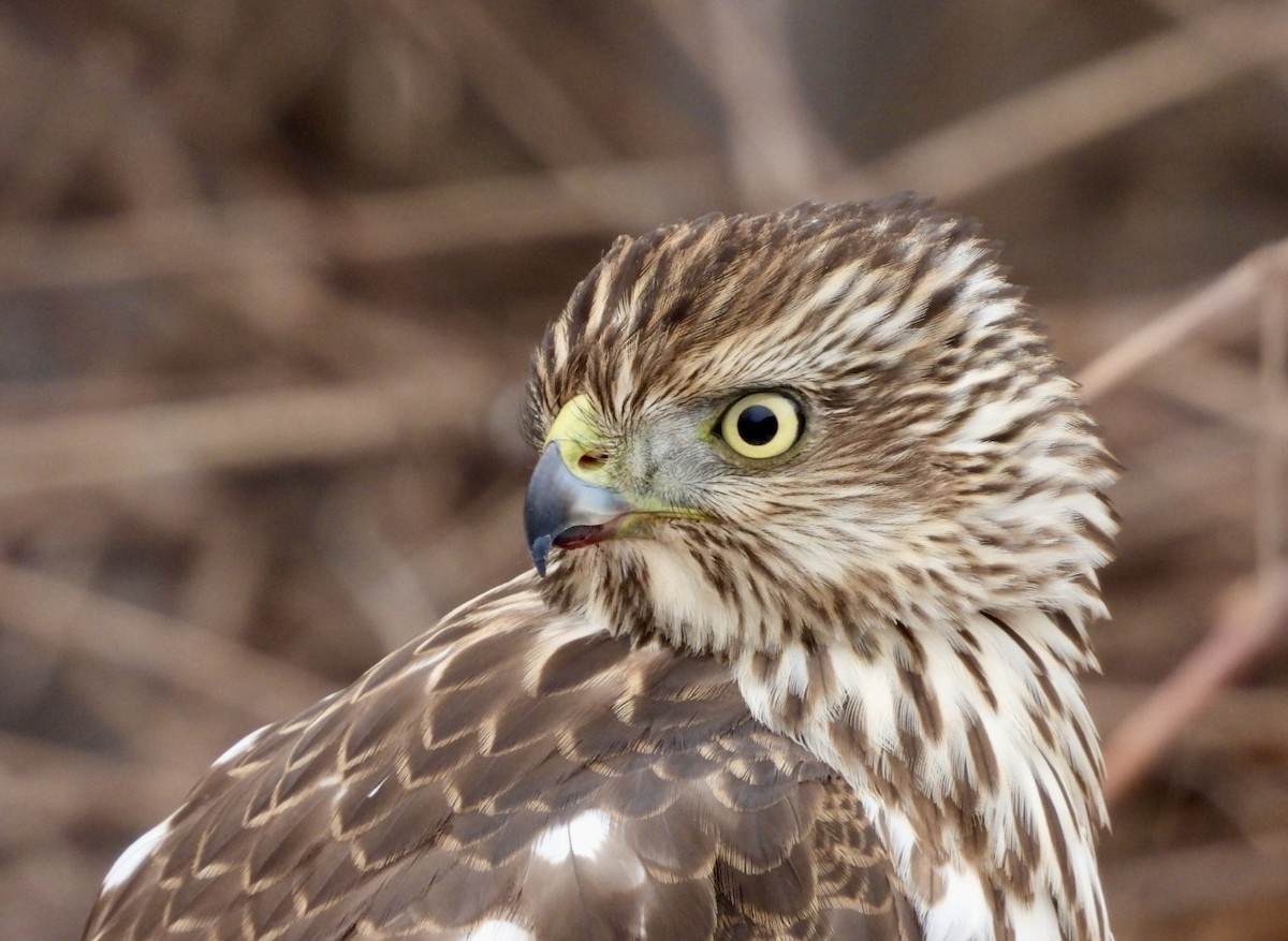 Cooper's Hawk - ML646856424